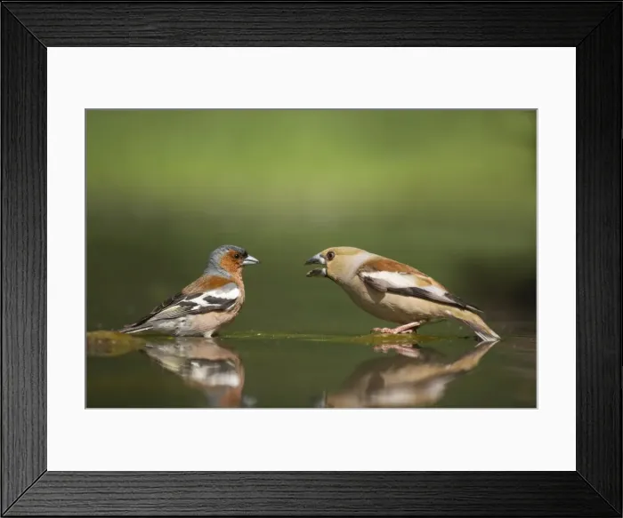 Framed Print : Picture No. 10883757 Framed Print : Picture No. 10883757
