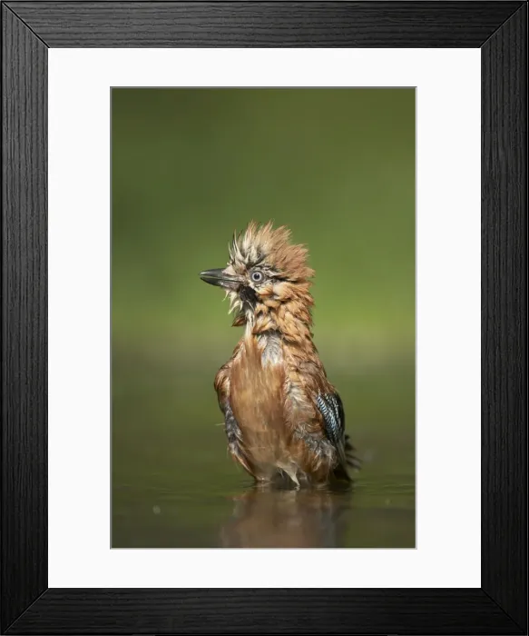 Framed Print : Picture No. 10883761 Framed Print : Picture No. 10883761
