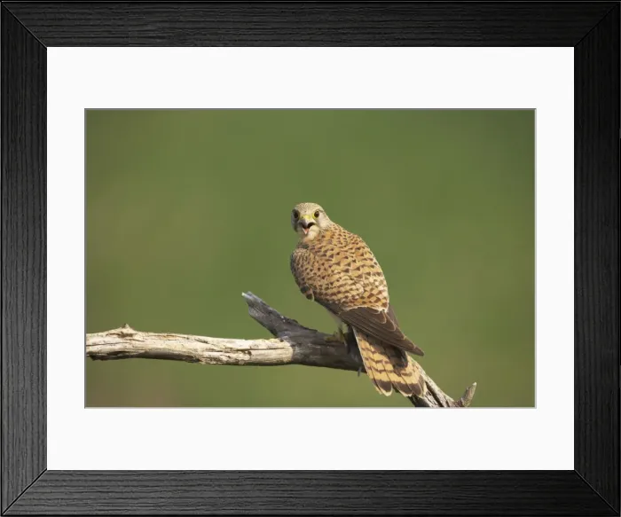 Framed Print : Picture No. 10883764 Framed Print : Picture No. 10883764