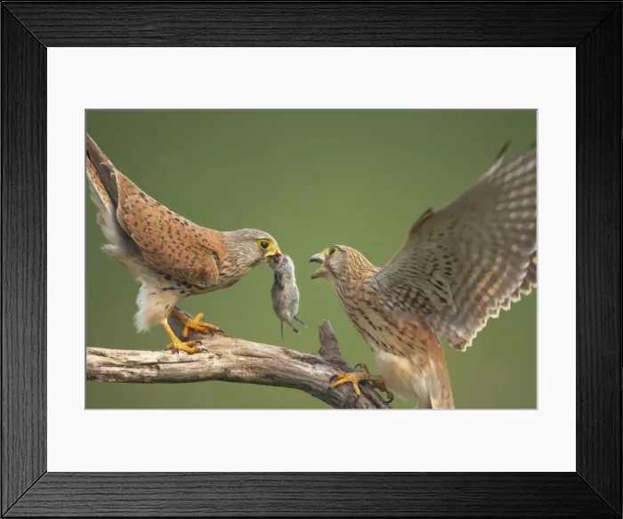 Framed Print : Picture No. 10883765