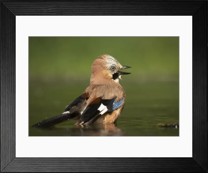 Framed Print : Picture No. 10883760 Framed Print : Picture No. 10883760
