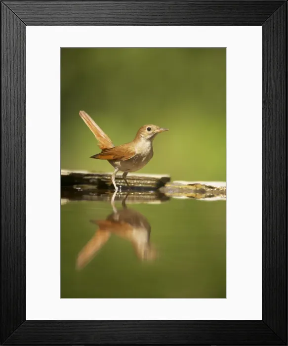 Framed Print : Picture No. 10883768 Framed Print : Picture No. 10883768