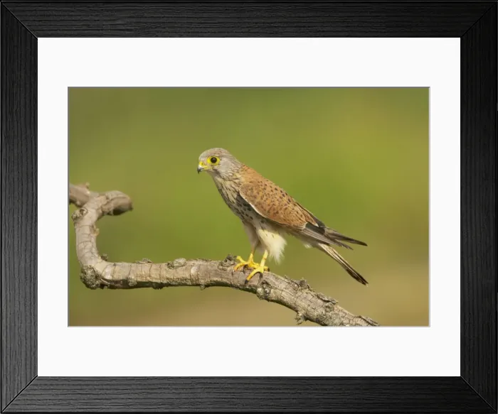 Framed Print : Picture No. 10883763 Framed Print : Picture No. 10883763