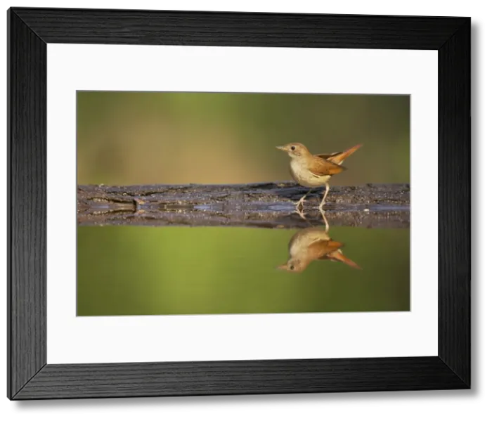Framed Print : Picture No. 10883769 Framed Print : Picture No. 10883769