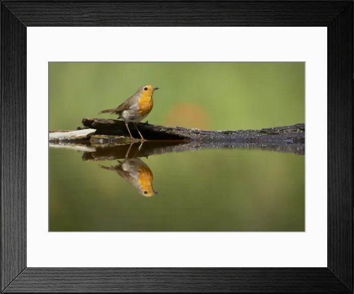 Framed Print : Picture No. 10883771 Framed Print : Picture No. 10883771