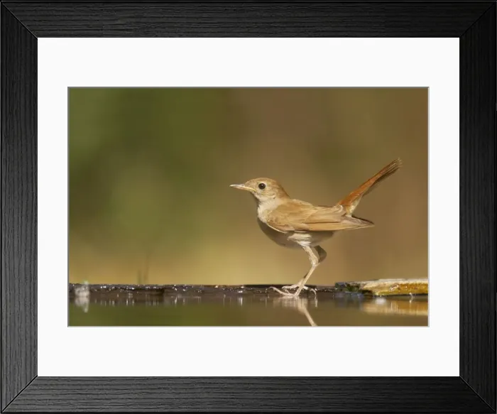 Framed Print : Picture No. 10883767 Framed Print : Picture No. 10883767
