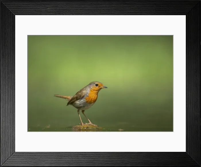 Framed Print : Picture No. 10883772