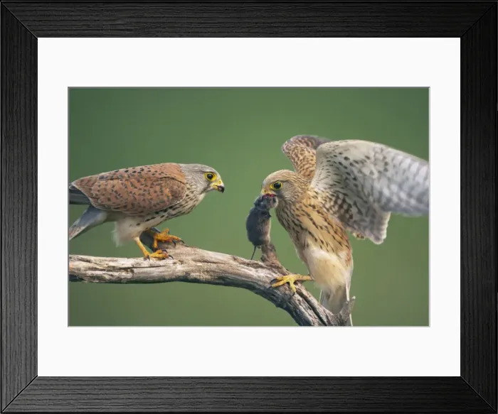 Framed Print : Picture No. 10883766