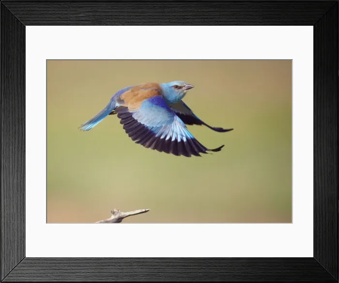 Framed Print : Picture No. 10883773 Framed Print : Picture No. 10883773