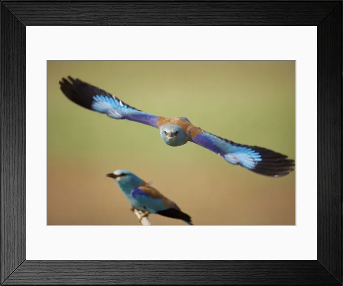 Framed Print : Picture No. 10883774 Framed Print : Picture No. 10883774