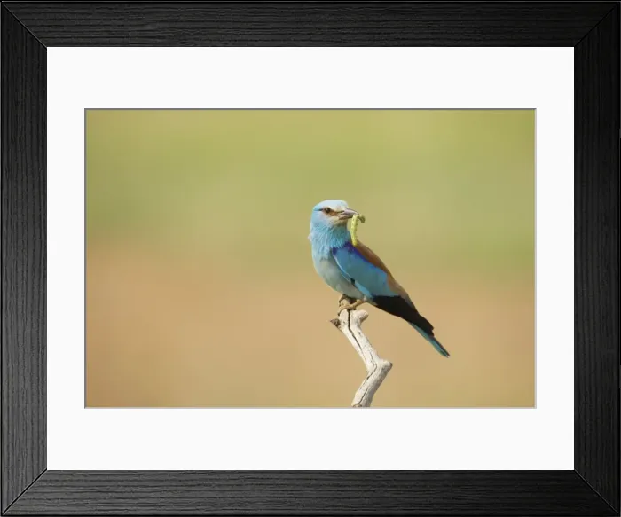 Framed Print : Picture No. 10883776