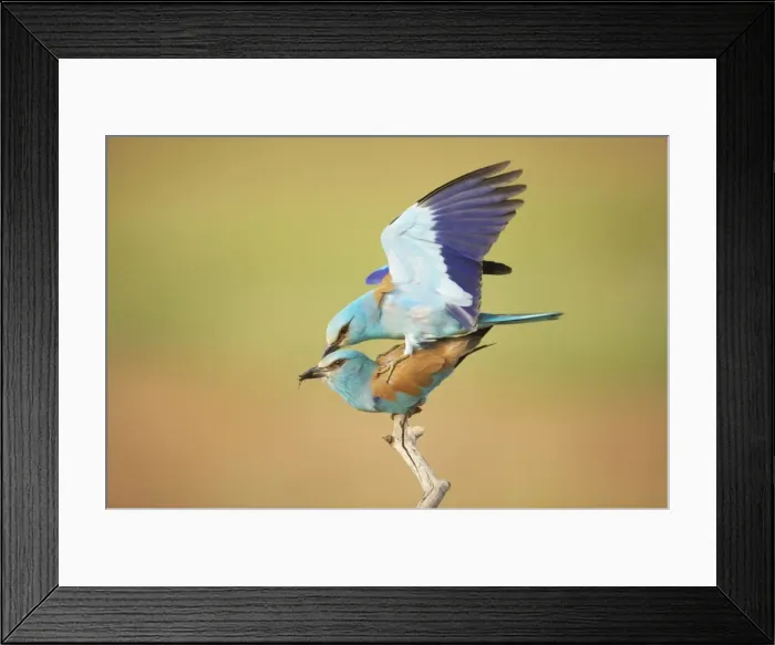 Framed Print : Picture No. 10883777 Framed Print : Picture No. 10883777