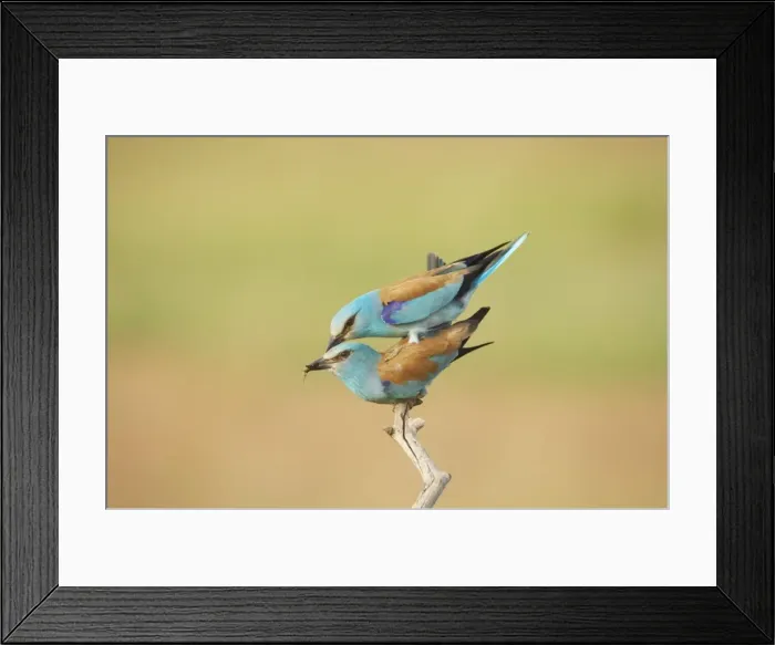 Framed Print : Picture No. 10883778 Framed Print : Picture No. 10883778