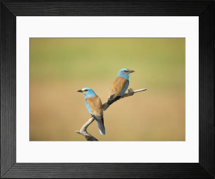 Framed Print : Picture No. 10883779