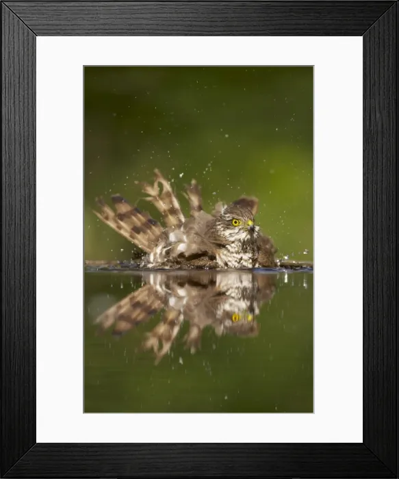 Framed Print : Picture No. 10883783 Framed Print : Picture No. 10883783