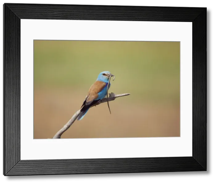 Framed Print : Picture No. 10883775 Framed Print : Picture No. 10883775