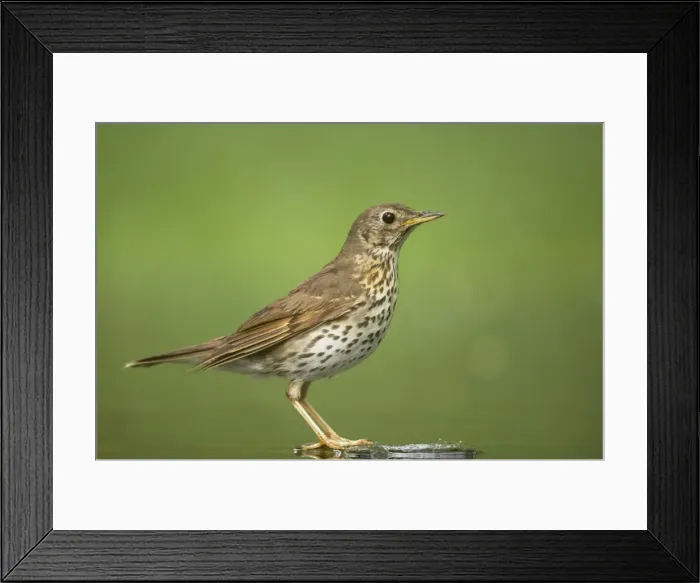 Framed Print : Picture No. 10883780 Framed Print : Picture No. 10883780