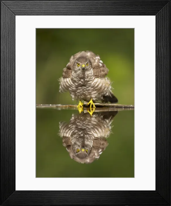 Framed Print : Picture No. 10883784 Framed Print : Picture No. 10883784