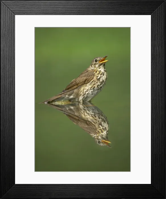 Framed Print : Picture No. 10883781 Framed Print : Picture No. 10883781