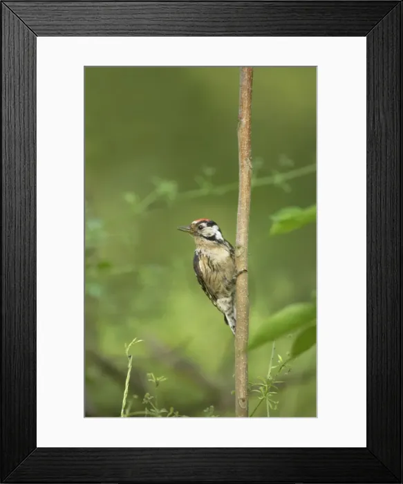 Framed Print : Picture No. 10883789 Framed Print : Picture No. 10883789
