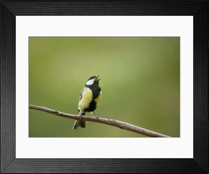 Framed Print : Picture No. 10883790 Framed Print : Picture No. 10883790