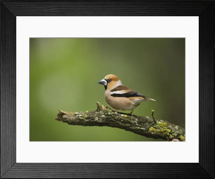 Framed Print : Picture No. 10883791 Framed Print : Picture No. 10883791