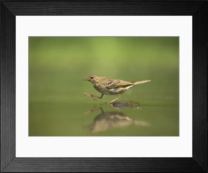Framed Print : Picture No. 10883787 Framed Print : Picture No. 10883787