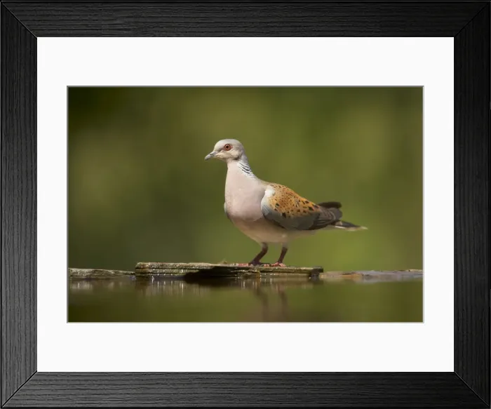 Framed Print : Picture No. 10883788