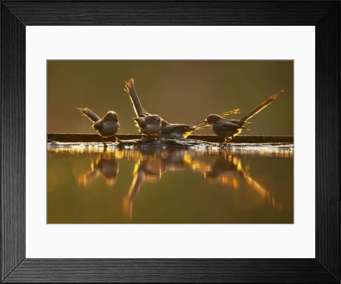Framed Print : Picture No. 10883786 Framed Print : Picture No. 10883786