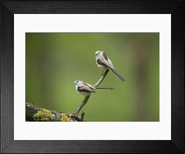 Framed Print : Picture No. 10883792 Framed Print : Picture No. 10883792