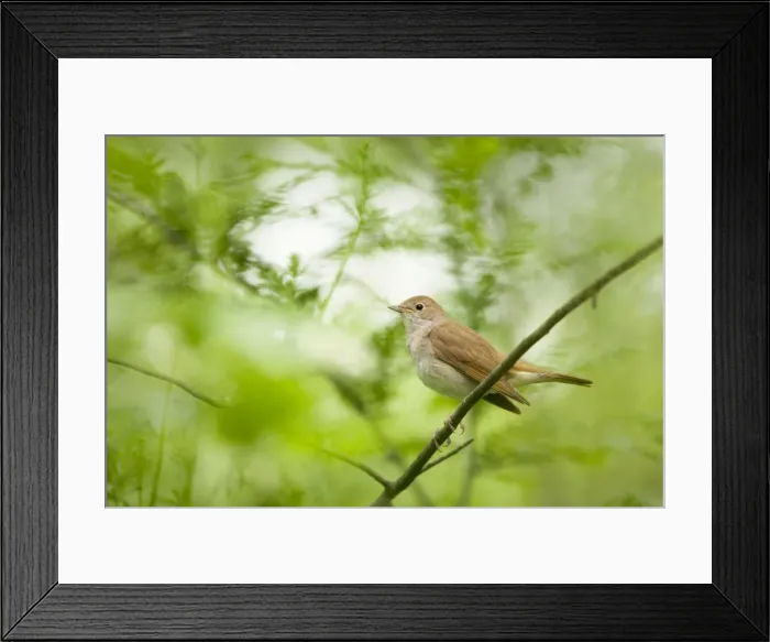 Framed Print : Picture No. 10883793 Framed Print : Picture No. 10883793