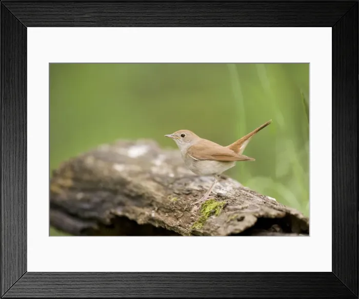 Framed Print : Picture No. 10883794 Framed Print : Picture No. 10883794