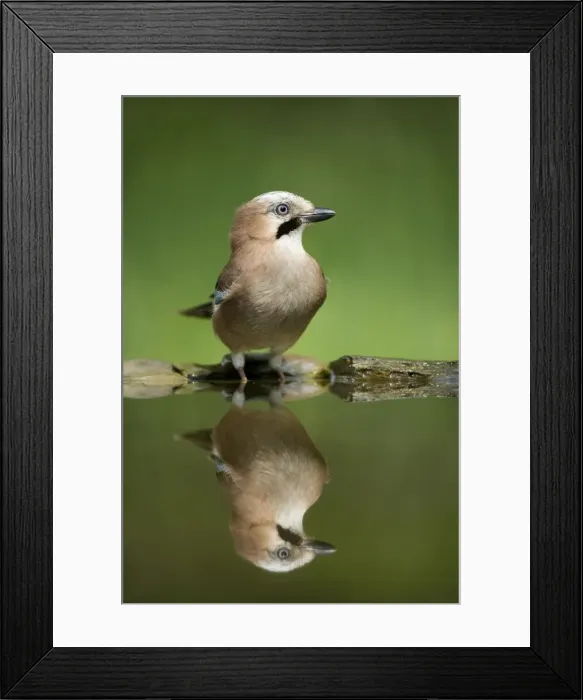 Framed Print : Picture No. 10883796 Framed Print : Picture No. 10883796