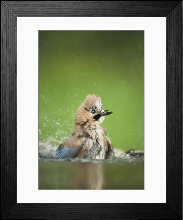 Framed Print : Picture No. 10883795 Framed Print : Picture No. 10883795