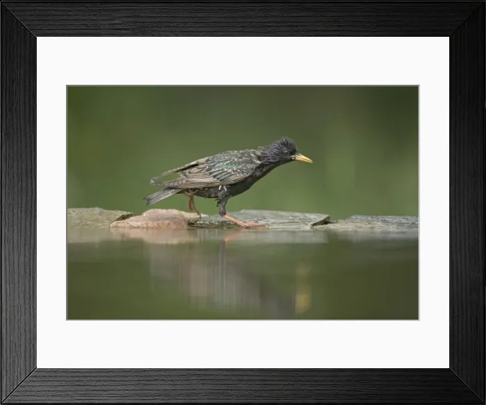 Framed Print : Picture No. 10883799 Framed Print : Picture No. 10883799