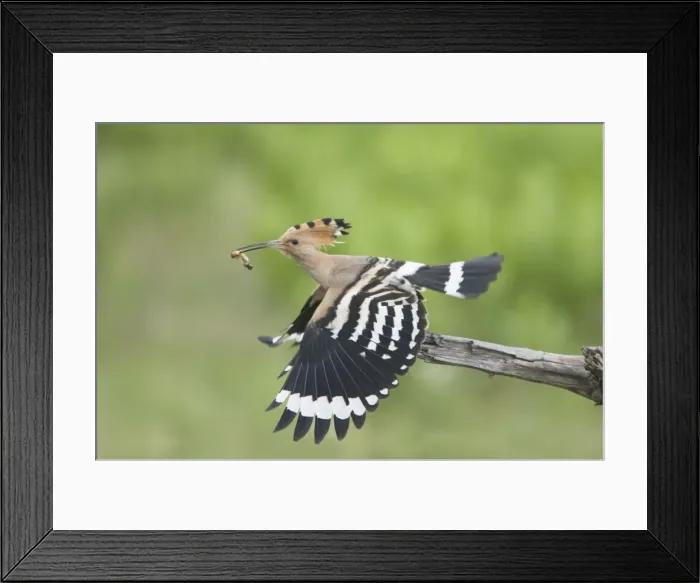 Framed Print : Picture No. 10883801 Framed Print : Picture No. 10883801