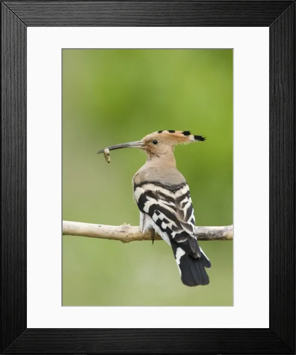 Framed Print : Picture No. 10883800 Framed Print : Picture No. 10883800