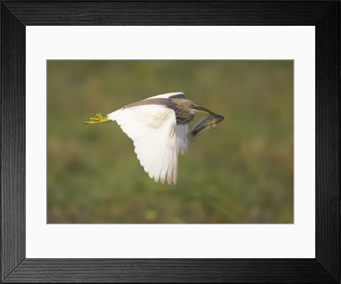 Framed Print : Picture No. 10883803 Framed Print : Picture No. 10883803