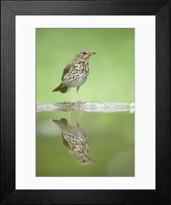 Framed Print : Picture No. 10883797 Framed Print : Picture No. 10883797