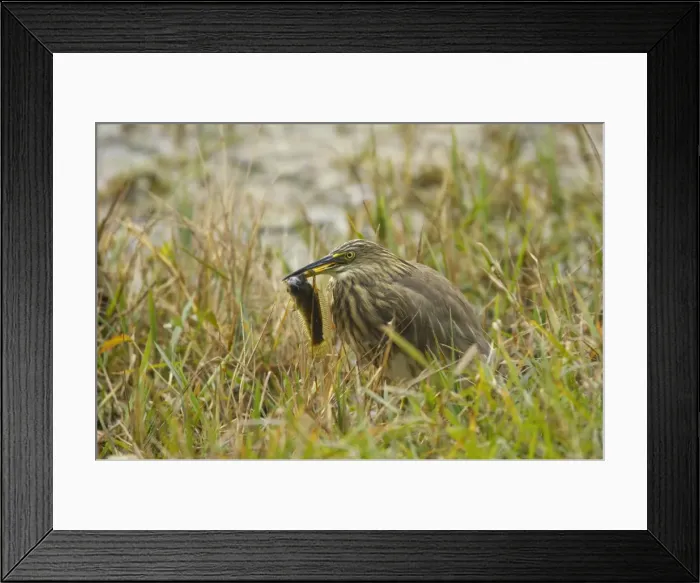 Framed Print : Picture No. 10883802 Framed Print : Picture No. 10883802