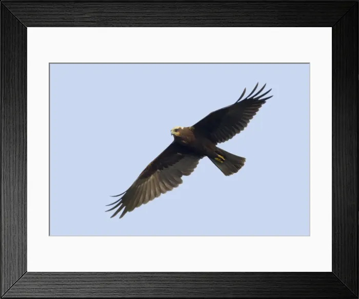 Framed Print : Picture No. 10883809 Framed Print : Picture No. 10883809