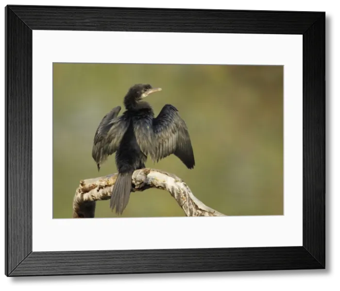 Framed Print : Picture No. 10883808 Framed Print : Picture No. 10883808