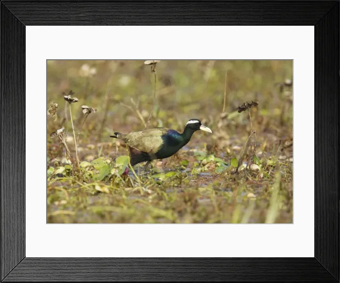 Framed Print : Picture No. 10883806