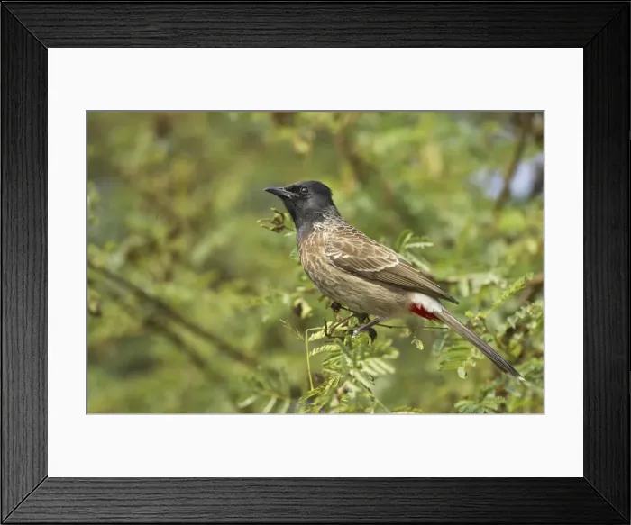 Framed Print : Picture No. 10883810 Framed Print : Picture No. 10883810