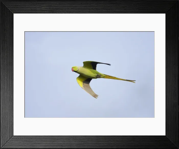 Framed Print : Picture No. 10883813 Framed Print : Picture No. 10883813