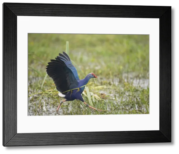 Framed Print : Picture No. 10883814 Framed Print : Picture No. 10883814