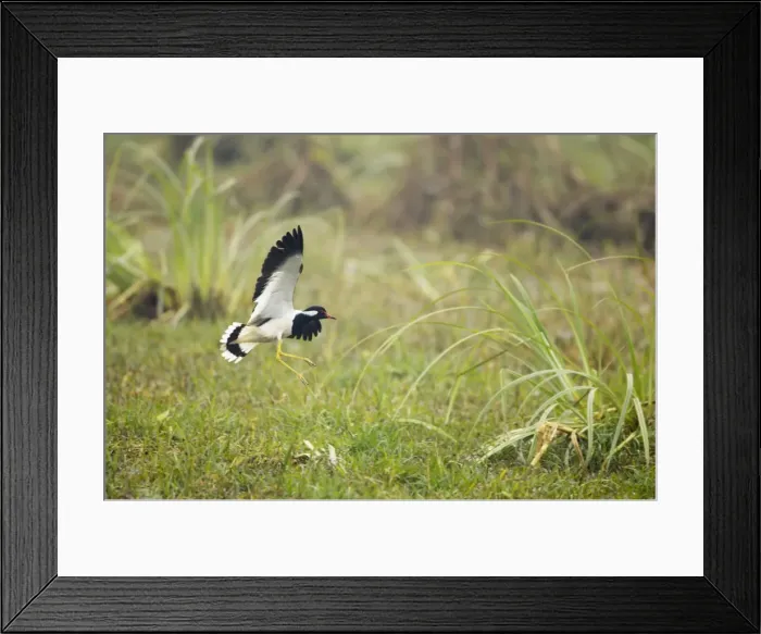 Framed Print : Picture No. 10883815 Framed Print : Picture No. 10883815