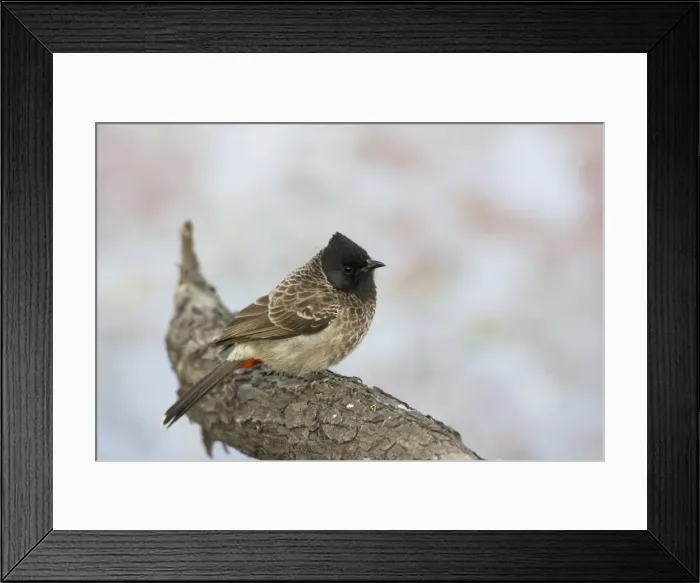 Framed Print : Picture No. 10883811 Framed Print : Picture No. 10883811