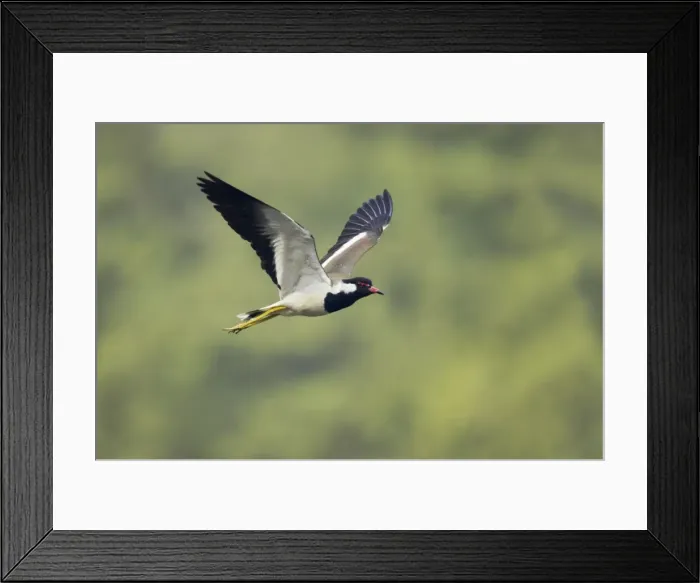 Framed Print : Picture No. 10883816