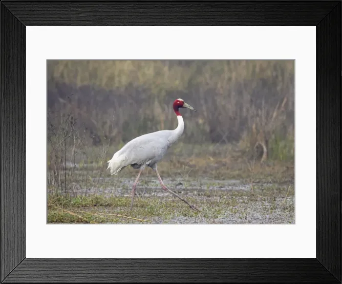 Framed Print : Picture No. 10883817 Framed Print : Picture No. 10883817